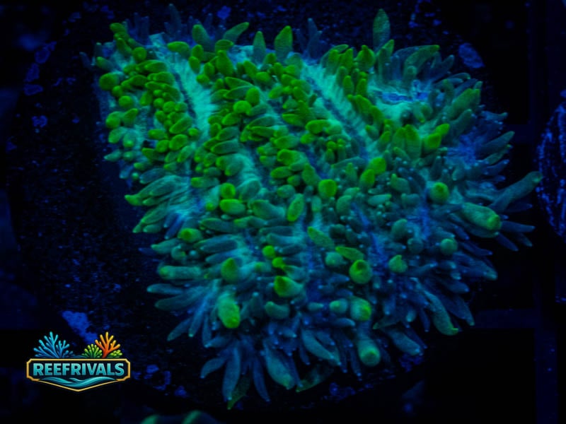 WWC Blueberry Encrusting Hydnophora WYSIWYG coral image | ReefRivals WWC Blueberry Encrusting Hydnophora coral image from ReefRivals, listed as Hydnophora sp. and SPS Branching