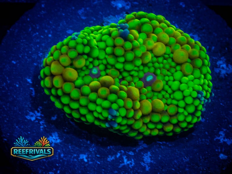RVL Bi Color Ricordea Mushroom coral image from ReefRivals, listed as Ricordea florida and Mushrooms