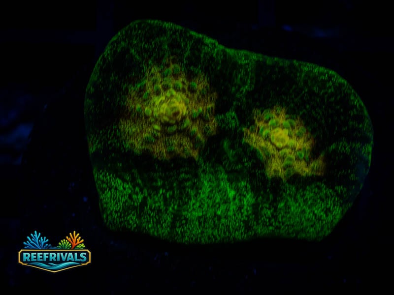 JF Raja Rampage Chalice coral image from ReefRivals, listed as Echinophyllia sp. and Chalices