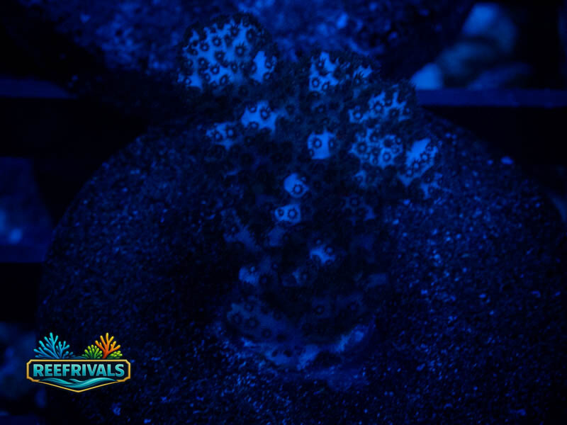 RVL Halo Acro coral image from ReefRivals, listed as Acropora sp. and Soft Coral