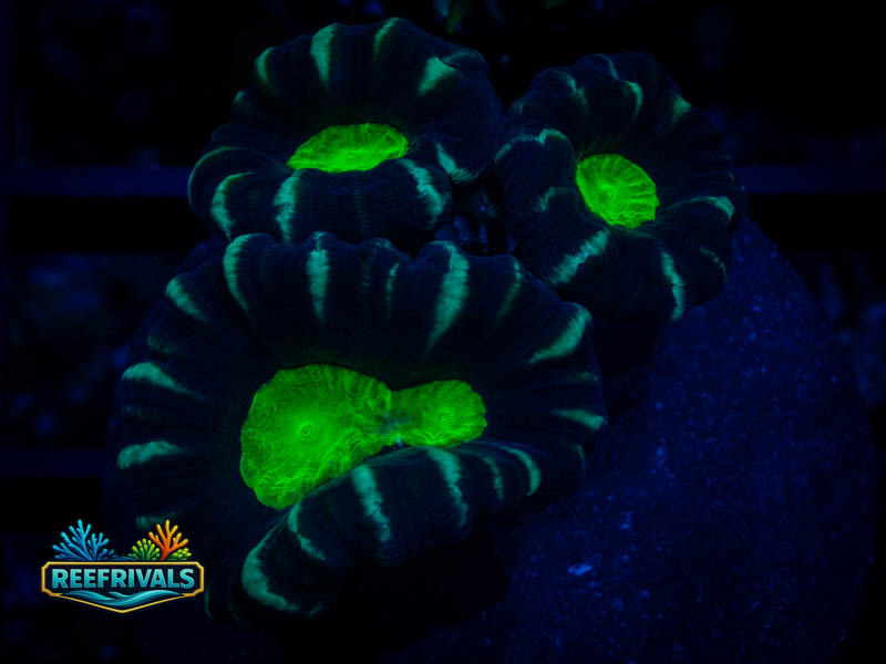 TSA Nightmare Candy Cane WYSIWYG coral image | ReefRivals TSA Nightmare Candy Cane coral image from ReefRivals, listed as Caulastrea sp. and LPS Branching