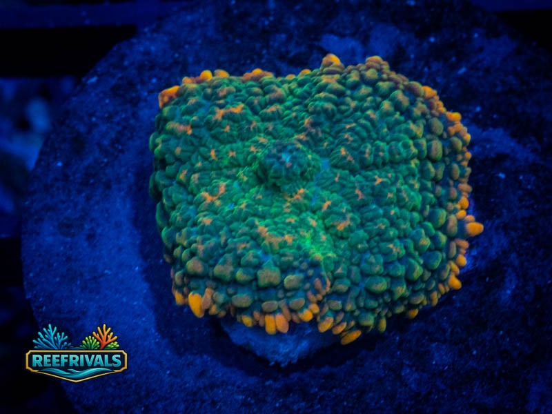TG Orange Julius Rhodactis Mushroom coral image from ReefRivals, listed as Rhodactis spp. and Mushrooms