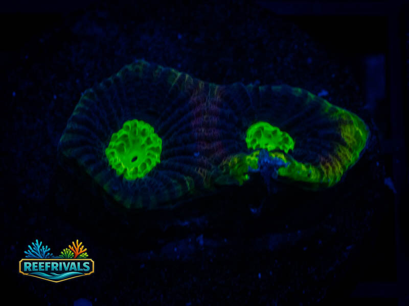 TSA Dragon Soul Favia coral image from ReefRivals, listed as Favia sp. and Favias
