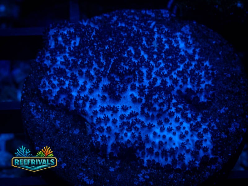 Cauliflower Cladiella Nano coral image from ReefRivals, listed as Sinularia sp. and Soft Coral