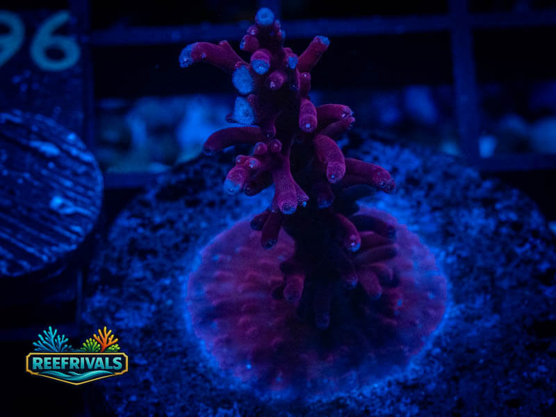 TSA Plum Crazy Dragon Acro WYSIWYG coral image | ReefRivals TSA Plum Crazy Dragon Acro coral image from ReefRivals, listed as Acropora sp. and Acros