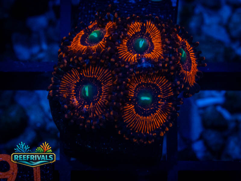 WWC Barlog Zoa (5 Polyps) coral image from ReefRivals, listed as Zoanthus sp. and Zoas