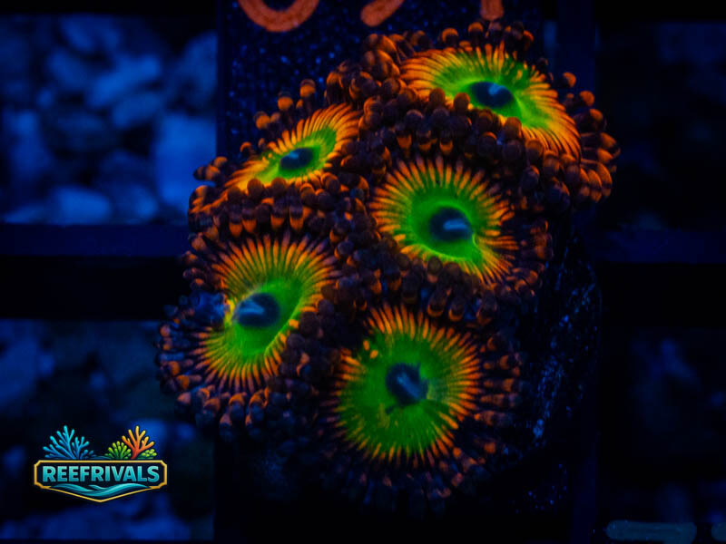 TG Bowser Zoa coral image from ReefRivals, listed as Zoanthus sp. and Zoas