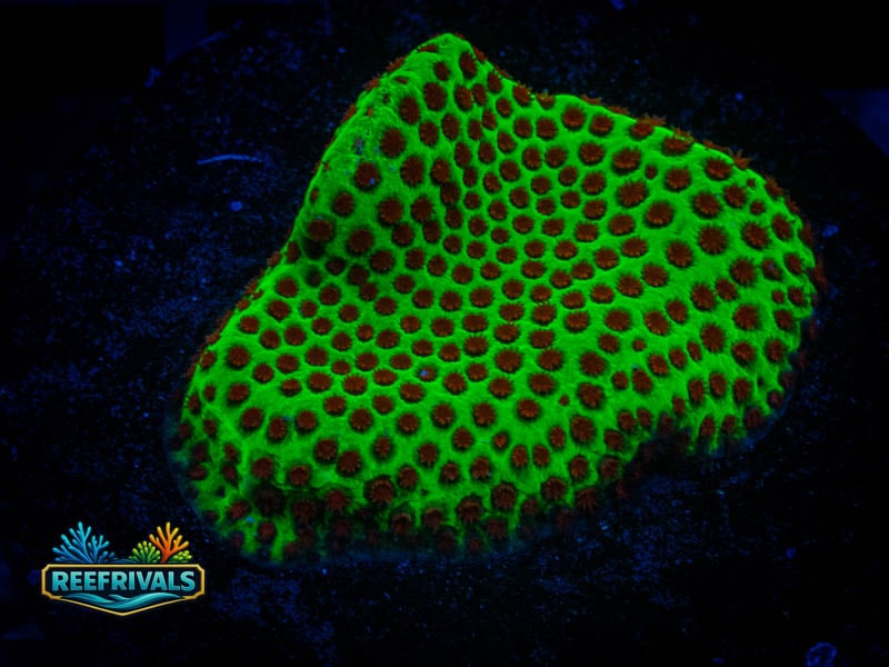 WWC The Grinchy Porites coral image from ReefRivals, listed as Porites sp. and SPS Branching