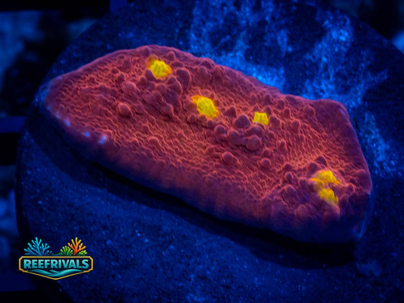 TG Golden Eye Chalice coral image from ReefRivals, listed as Echinophyllia sp. and Chalices