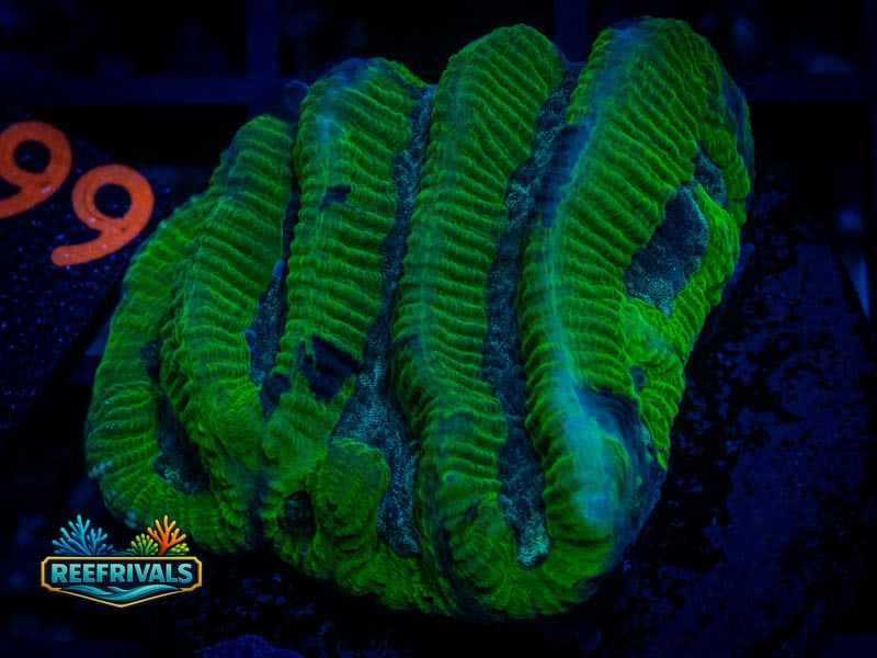 QCC Icy River Platygyra WYSIWYG coral image | ReefRivals QCC Icy River Platygyra coral image from ReefRivals, listed as Platygyra sp. and Encrusting