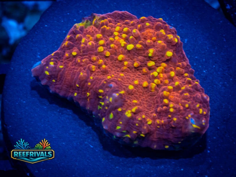 JF Gold Meister Chalice WYSIWYG coral image | ReefRivals JF Gold Meister Chalice coral image from ReefRivals, listed as Echinophyllia sp. and Chalices