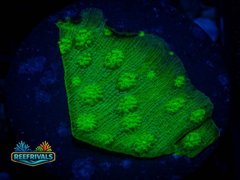 TSA Hollywood Stunner Chalice WYSIWYG coral image | ReefRivals TSA Hollywood Stunner Chalice coral image from ReefRivals, listed as Echinophyllia sp. and Chalices