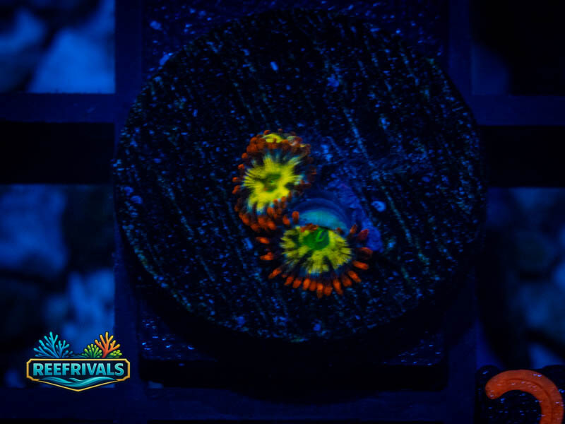CA Screaming Hawks zoa WYSIWYG coral image | ReefRivals CA Screaming Hawks zoa coral image from ReefRivals, listed as Zoanthus sp. and Zoas
