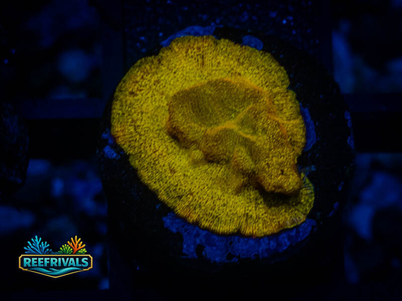 RVL 24K Lepto WYSIWYG coral image | ReefRivals RVL 24K Lepto coral image from ReefRivals, listed as Leptoseris sp. and Encrusting
