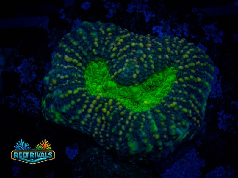 RVL Wasteland Echinata WYSIWYG coral image | ReefRivals RVL Wasteland Echinata coral image from ReefRivals, listed as Micromussa sp. and Encrusting