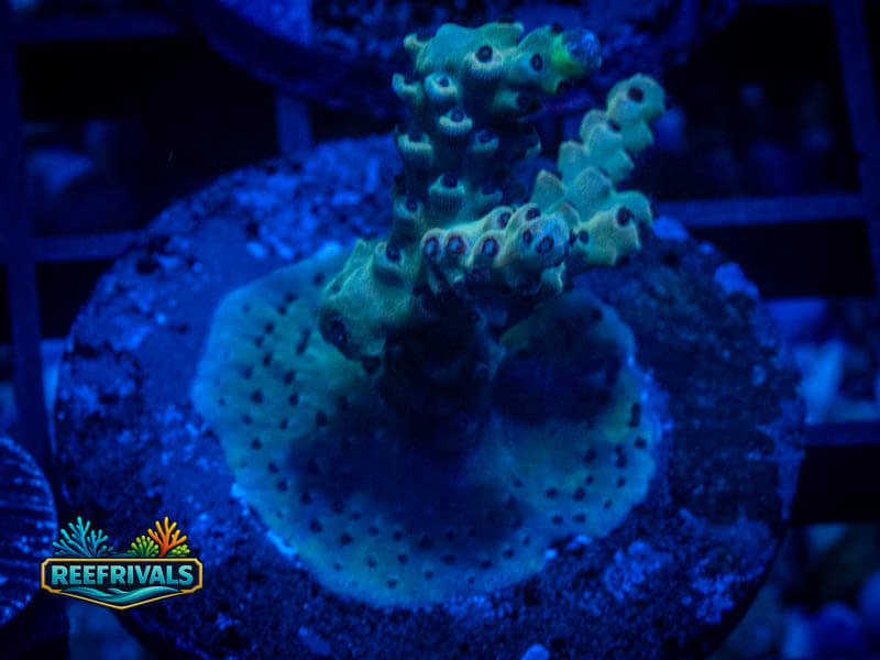 TC Major Lazer Acro coral image from ReefRivals, listed as Acropora sp. and Acros