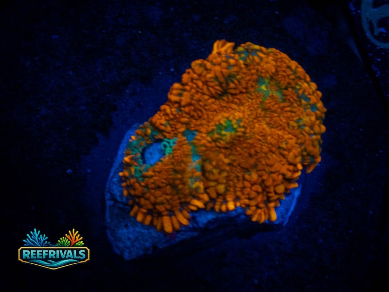 TG Forest Fire Rhodactis Mushroom coral image from ReefRivals, listed as Rhodactis spp. and Mushrooms