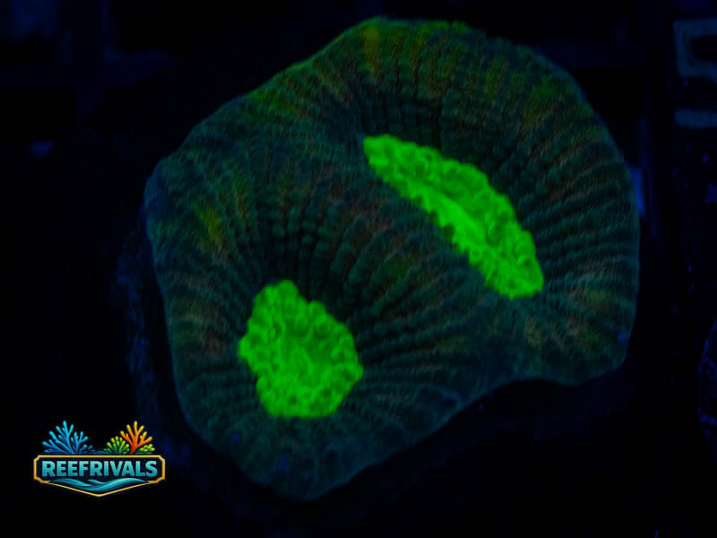 RVL Green Lazer Favia coral image from ReefRivals, listed as Favia sp. and Favias