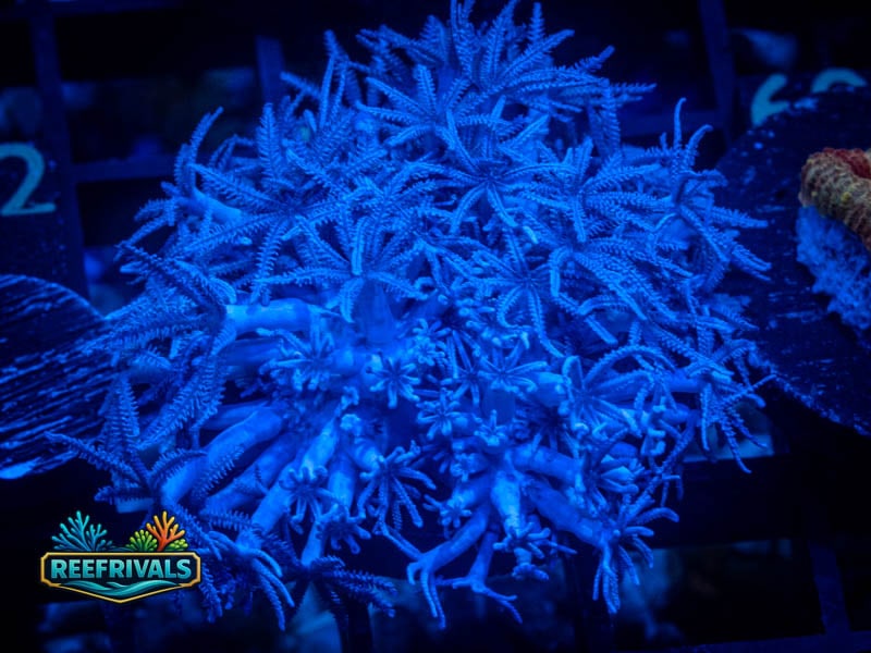 ECC Pulsing Xenia WYSIWYG coral image | ReefRivals ECC Pulsing Xenia coral image from ReefRivals, listed as Xenia sp. and Soft Coral