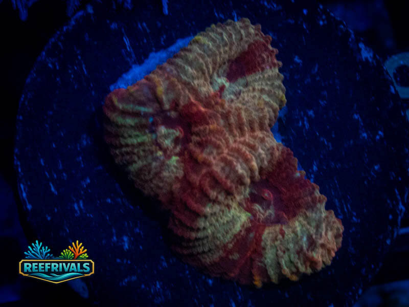 RVL Blood Red Favia WYSIWYG coral image | ReefRivals RVL Blood Red Favia coral image from ReefRivals, listed as Favia sp. and Favias