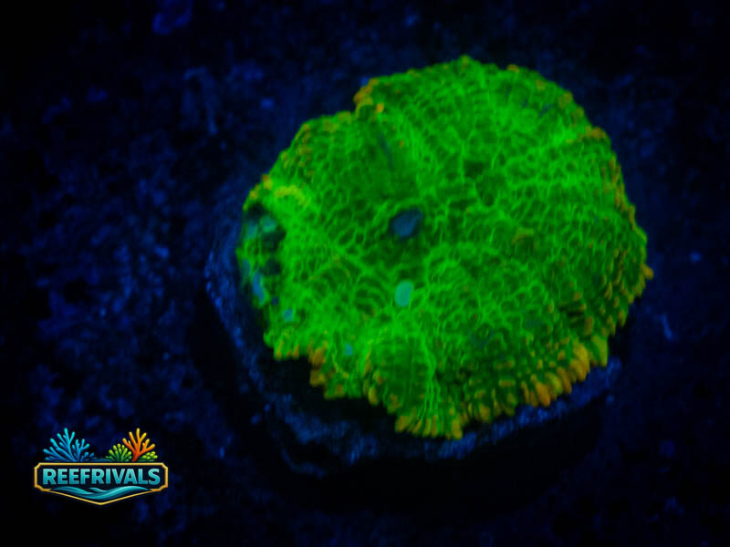 CA Aussie Neon Discoma Mushroom coral image from ReefRivals, listed as Rhodactis spp. and Mushrooms