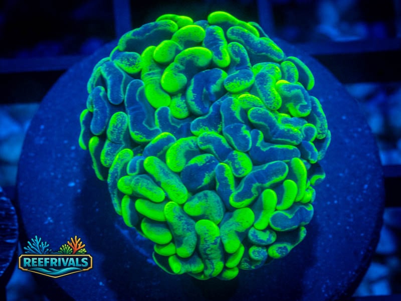 KK Splatter Anchor Hammer WYSIWYG coral image | ReefRivals KK Splatter Anchor Hammer coral image from ReefRivals, listed as Fimbriaphyllia ancora and Hammers