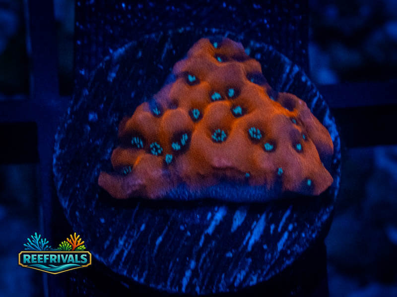 WWC Dragonfruit Monti WYSIWYG coral image | ReefRivals WWC Dragonfruit Monti coral image from ReefRivals, listed as Montipora sp. and Montis