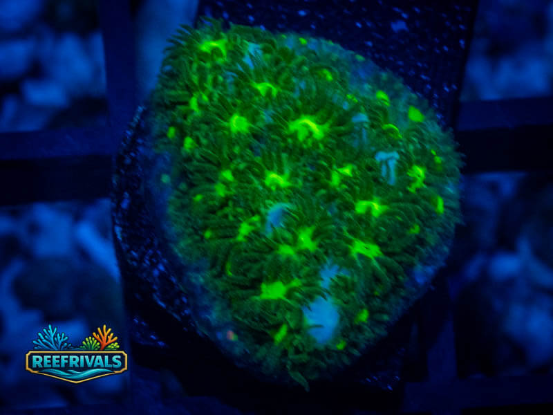 CE She Hulk Leptastrea WYSIWYG coral image | ReefRivals CE She Hulk Leptastrea coral image from ReefRivals, listed as Leptastrea sp. and Encrusting