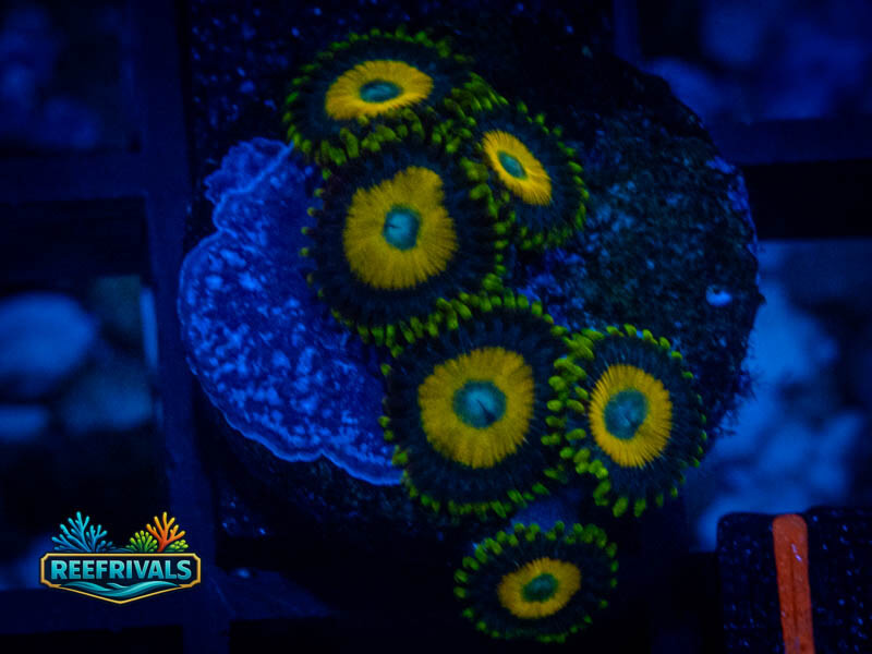 WWC Scrambled Eggs Zoa coral image from ReefRivals, listed as Zoanthus sp. and Zoas