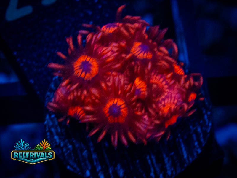 WWC Ragin' Rojo Goni coral image from ReefRivals, listed as Goniopora sp. and Gonis