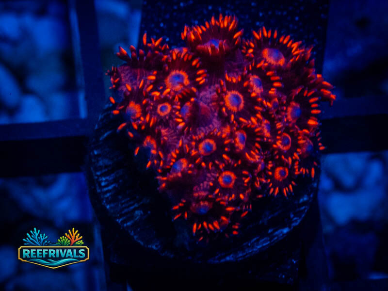 WWC Ragin' Rojo Goni WYSIWYG coral image | ReefRivals WWC Ragin' Rojo Goni coral image from ReefRivals, listed as Goniopora sp. and Soft Coral
