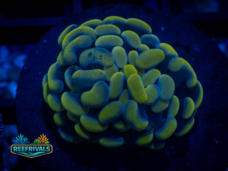 TSA Electro Hammer coral image from ReefRivals, listed as Fimbriaphyllia ancora and Hammers