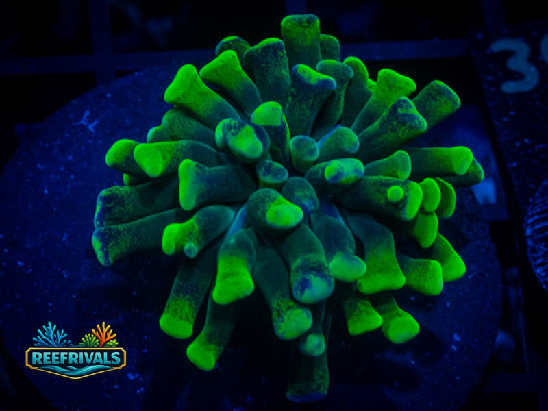 CA Radioactive Green Frammer coral image from ReefRivals, listed as Zoanthus sp. and Zoas