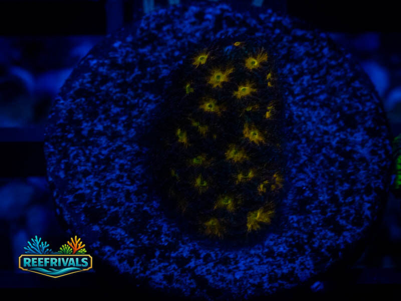WWC Burning Leptastrea coral image from ReefRivals, listed as Leptastrea sp. and Soft Coral