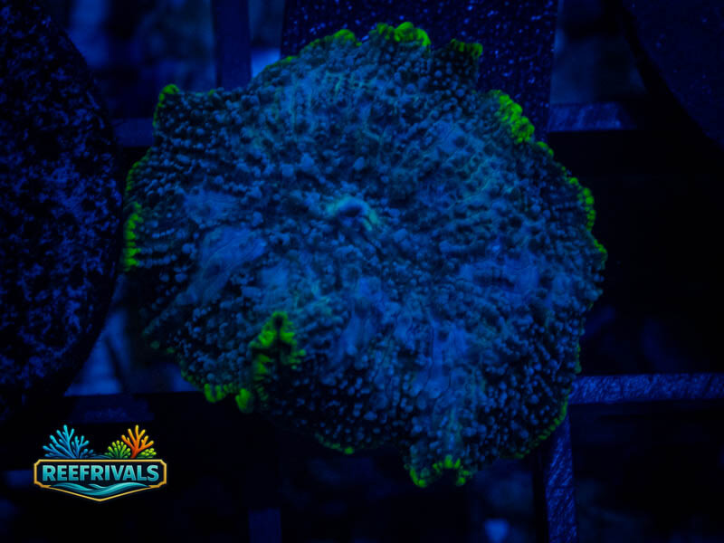 RVL Deep Blue Discosoma Mushroom WYSIWYG coral image | ReefRivals RVL Deep Blue Discosoma Mushroom coral image from ReefRivals, listed as Discosoma spp. and Mushrooms