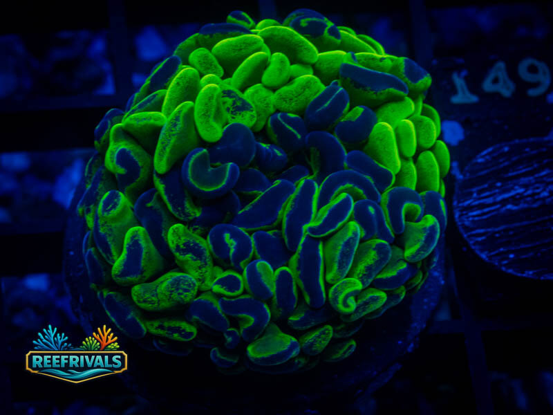 QCC Aussie Yellow Splatter Hammer coral image from ReefRivals, listed as Fimbriaphyllia ancora and Soft Coral