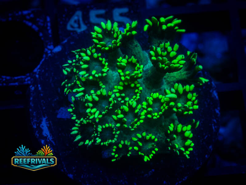 RVL Lemon Lime Goni WYSIWYG coral image | ReefRivals RVL Lemon Lime Goni coral image from ReefRivals, listed as Goniopora sp. and Gonis