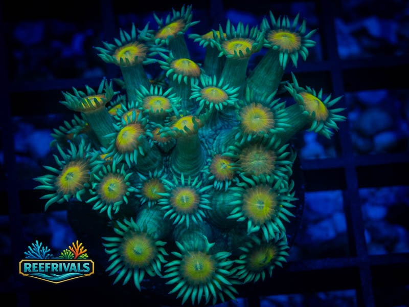 JC Sunflower Goni coral image from ReefRivals, listed as Goniopora sp. and Gonis