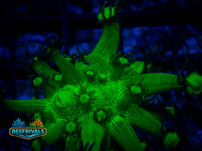 WWC Shadow Flame Goni WYSIWYG coral image | ReefRivals WWC Shadow Flame Goni coral image from ReefRivals, listed as Goniopora sp. and Gonis