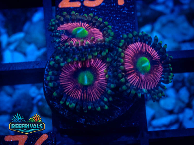 CA Cat Eye Zoa coral image from ReefRivals, listed as Zoanthus sp. and Zoas