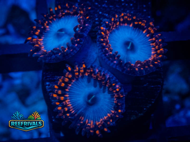 TG Spiderman Zoa coral image from ReefRivals, listed as Zoanthus sp. and Zoas