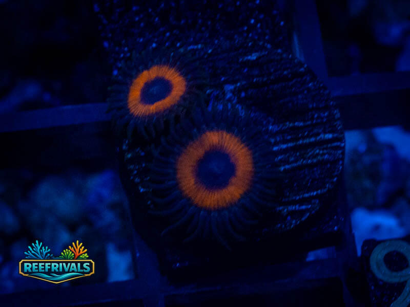 TG Omega Red Zoa coral image from ReefRivals, listed as Zoanthus sp. and Zoas
