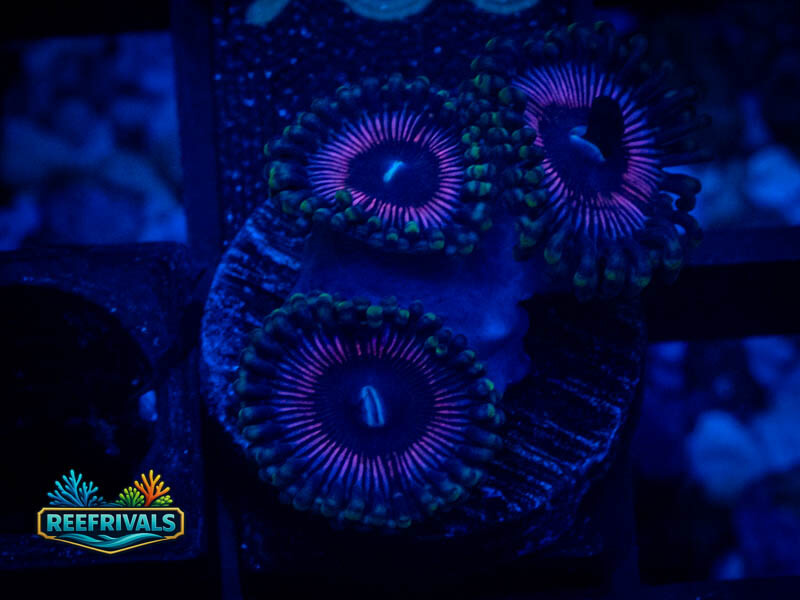 WWC Black Orchids Zoa coral image from ReefRivals, listed as Zoanthus sp. and Zoas