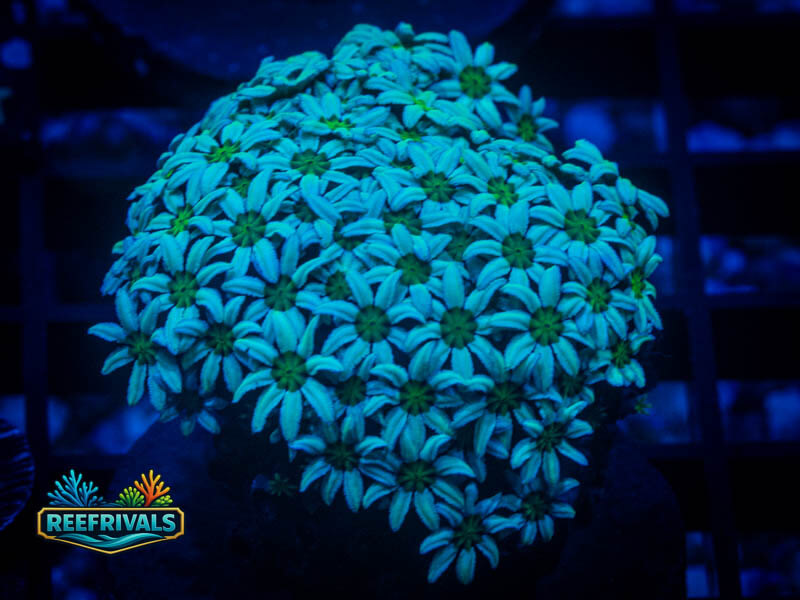 RVL Daisy Polyps WYSIWYG coral image | ReefRivals RVL Daisy Polyps coral image from ReefRivals, listed as Clavularia sp. and LPS Fleshy