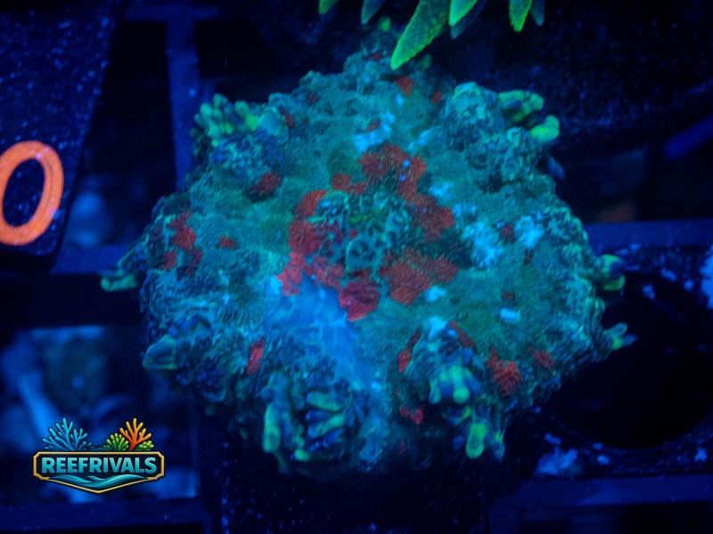 RVL Evil Eye Rhodactis Mushroom WYSIWYG coral image | ReefRivals RVL Evil Eye Rhodactis Mushroom coral image from ReefRivals, listed as Rhodactis spp. and Mushrooms