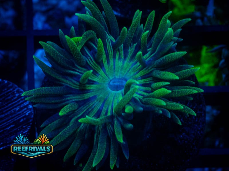 RVL Spirit Keeper Duncan WYSIWYG coral image | ReefRivals RVL Spirit Keeper Duncan coral image from ReefRivals, listed as Duncanopsammia axifuga and Duncans