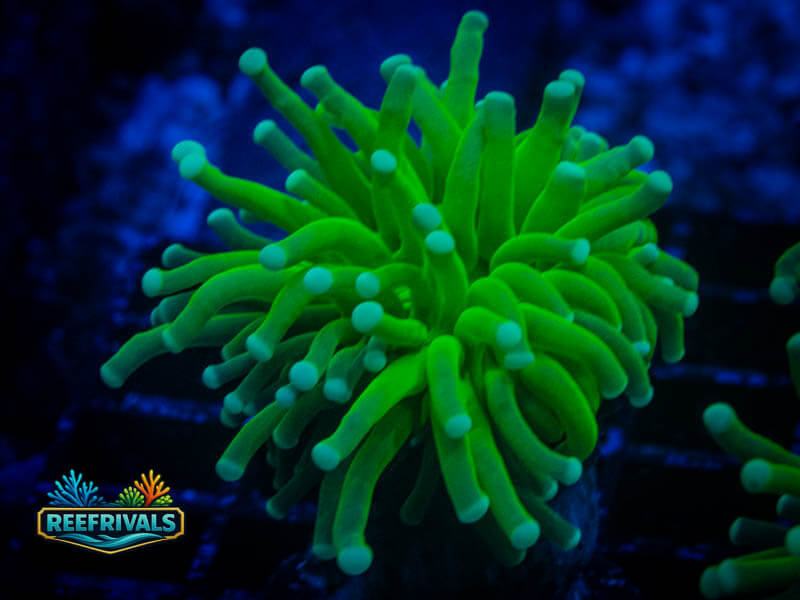 OG Holy Grail Torch WYSIWYG coral image | ReefRivals OG Holy Grail Torch coral image from ReefRivals, listed as Euphyllia glabrescens and Torches