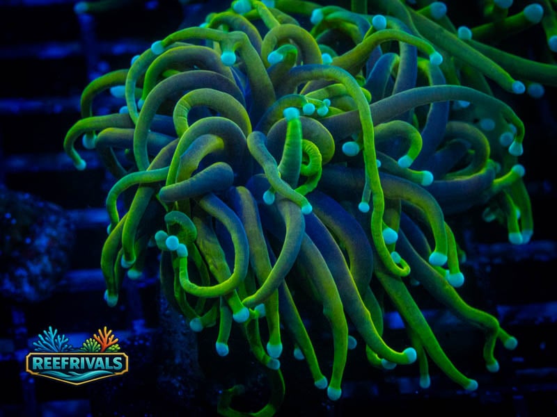 CC 21 Tails Torch WYSIWYG coral image | ReefRivals CC 21 Tails Torch coral image from ReefRivals, listed as Euphyllia glabrescens and Torches