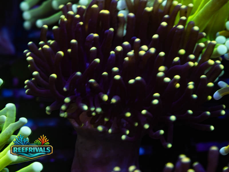 RVL Indo Peach Tip Torch WYSIWYG coral image | ReefRivals RVL Indo Peach Tip Torch coral image from ReefRivals, listed as Euphyllia glabrescens and Torches