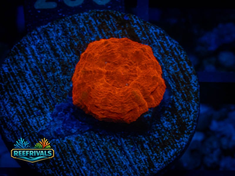 RVL Human Torch Button Scoly coral image from ReefRivals, listed as Homophyllia sp. and Soft Coral